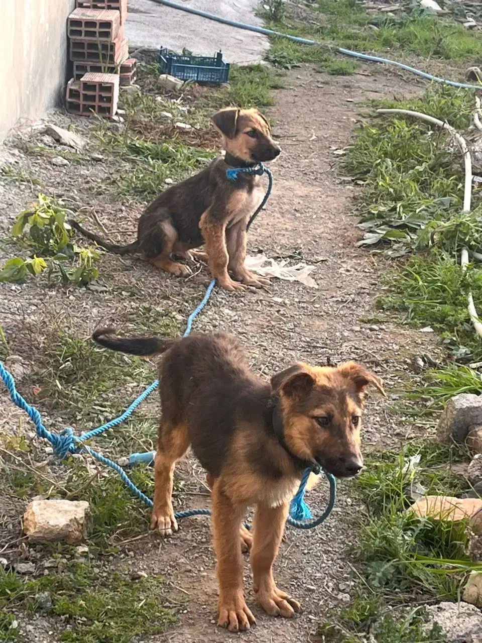 ۲توله ژرمن با مادر|سگ|بهشهر, |دیوار