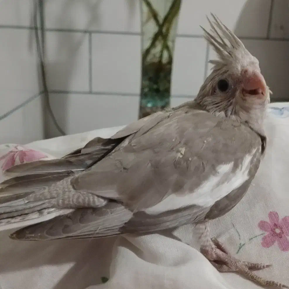 فروش عروس هلندی نر و ماده|پرنده|کرمان, |دیوار