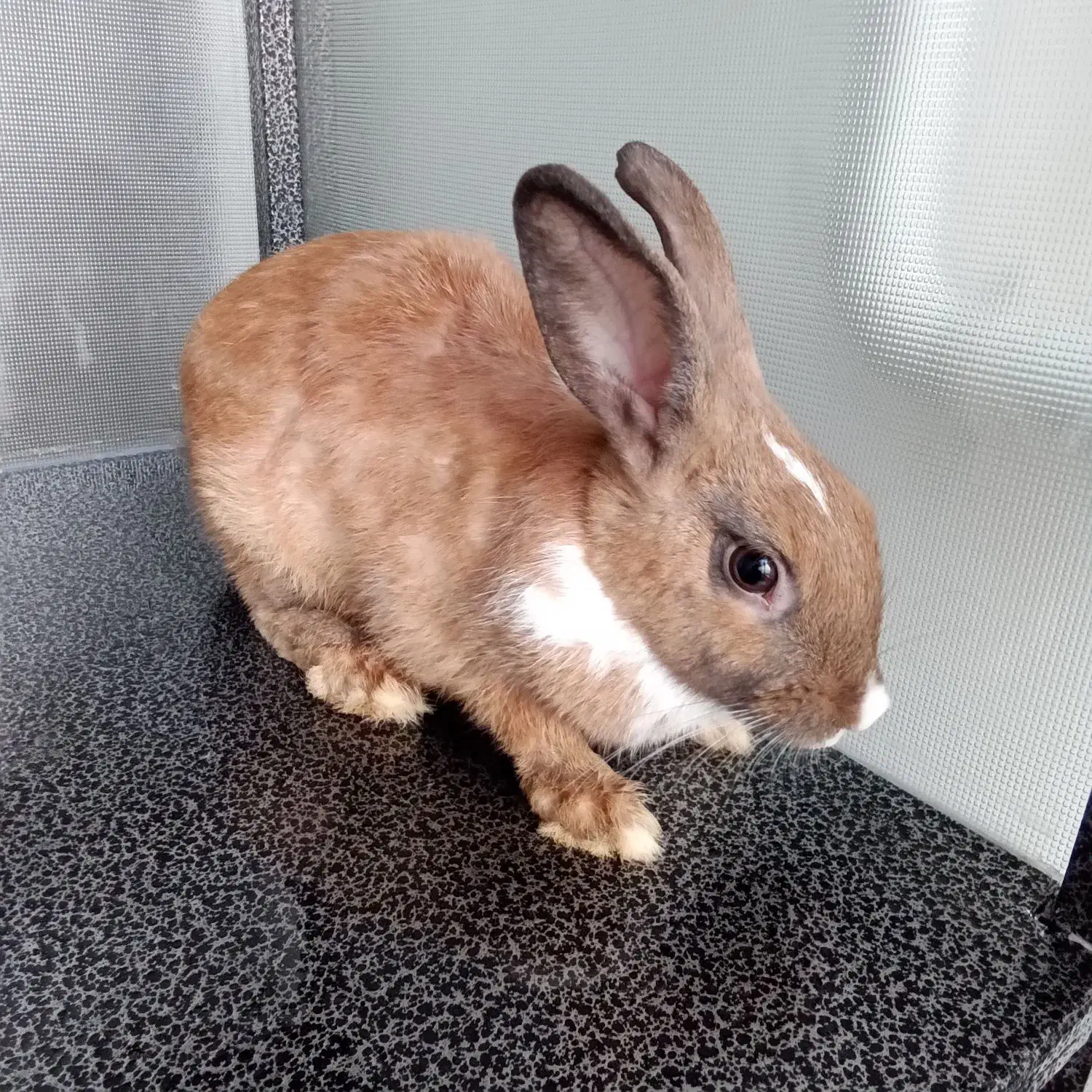 فروش خرگوش خانگی|موش و خرگوش|پیرانشهر, |دیوار