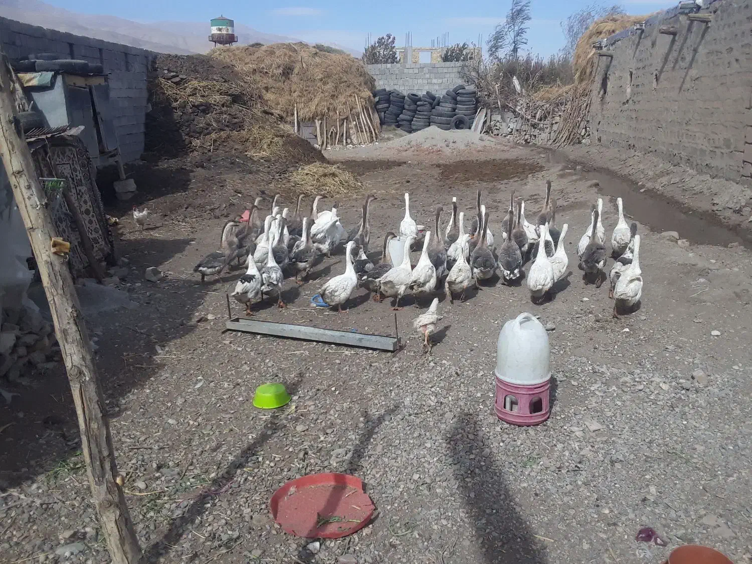 فروش قاز ها محلی|حیوانات مزرعه|ارومیه, |دیوار