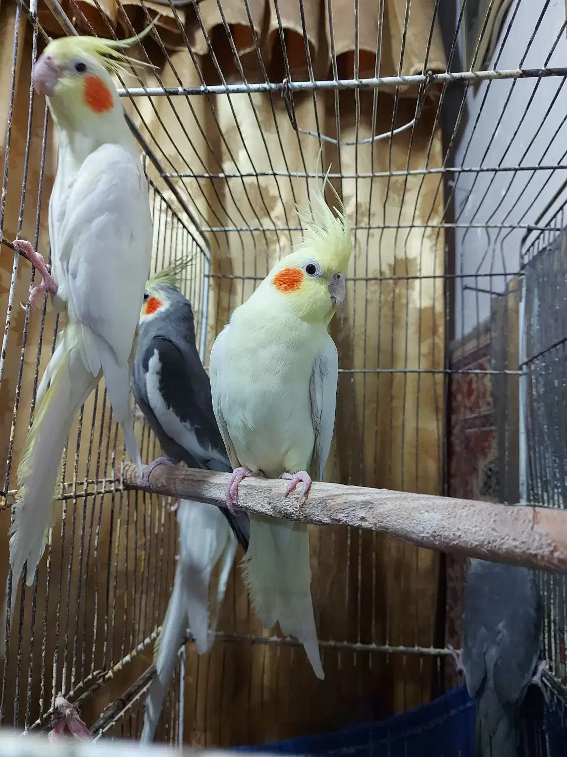 عروس هلندی طوطی لوتینو|پرنده|رشت, نخودچر|دیوار