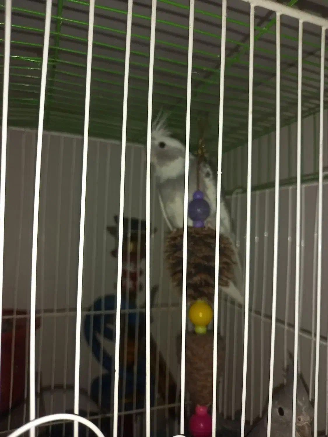 جوجه عروس دونخور معاوضه|پرنده|ری, سیزده آبان|دیوار