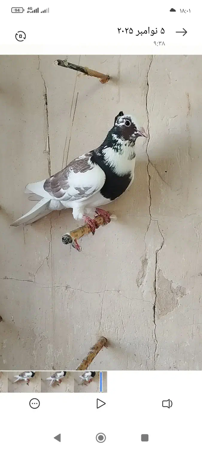 نروماده عتیقه لکه دار پرشی و ضمانت تخم و جوجه|پرنده|طرقبه, |دیوار