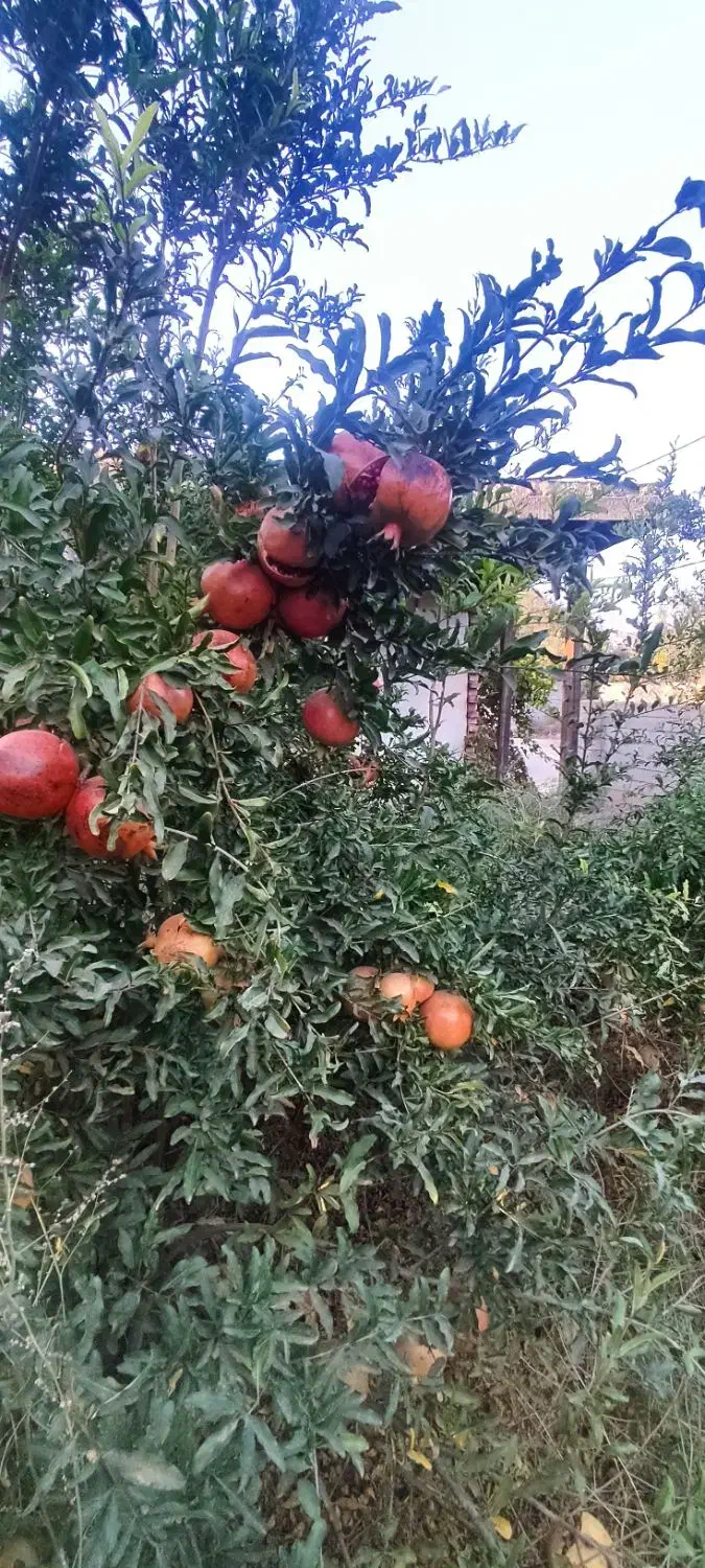 ویلا خونه باغ زیتون طارم.|فروش خانه و ویلا|طارم, |دیوار