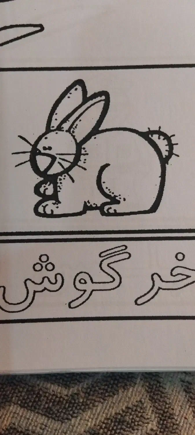 یک عدد خرگوش پیداشده نشانی بدید ببرید|حیوانات|مشکین‌دشت, |دیوار