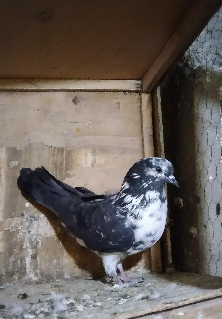 کبوتر پرشی|پرنده|کوهدشت, |دیوار