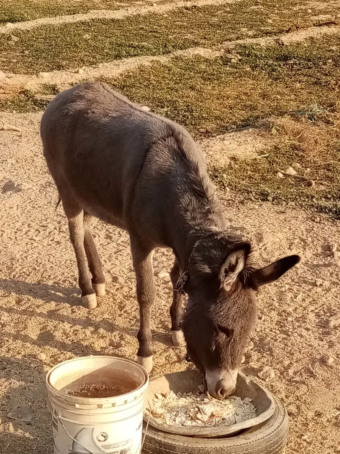 خرماده|حیوانات مزرعه|سمنان, |دیوار