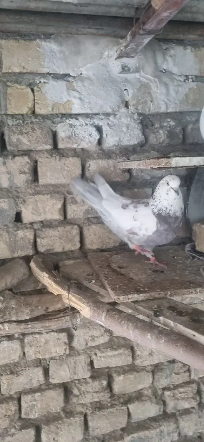 نر قلمکار پشت سرور|پرنده|خمینی‌شهر, |دیوار