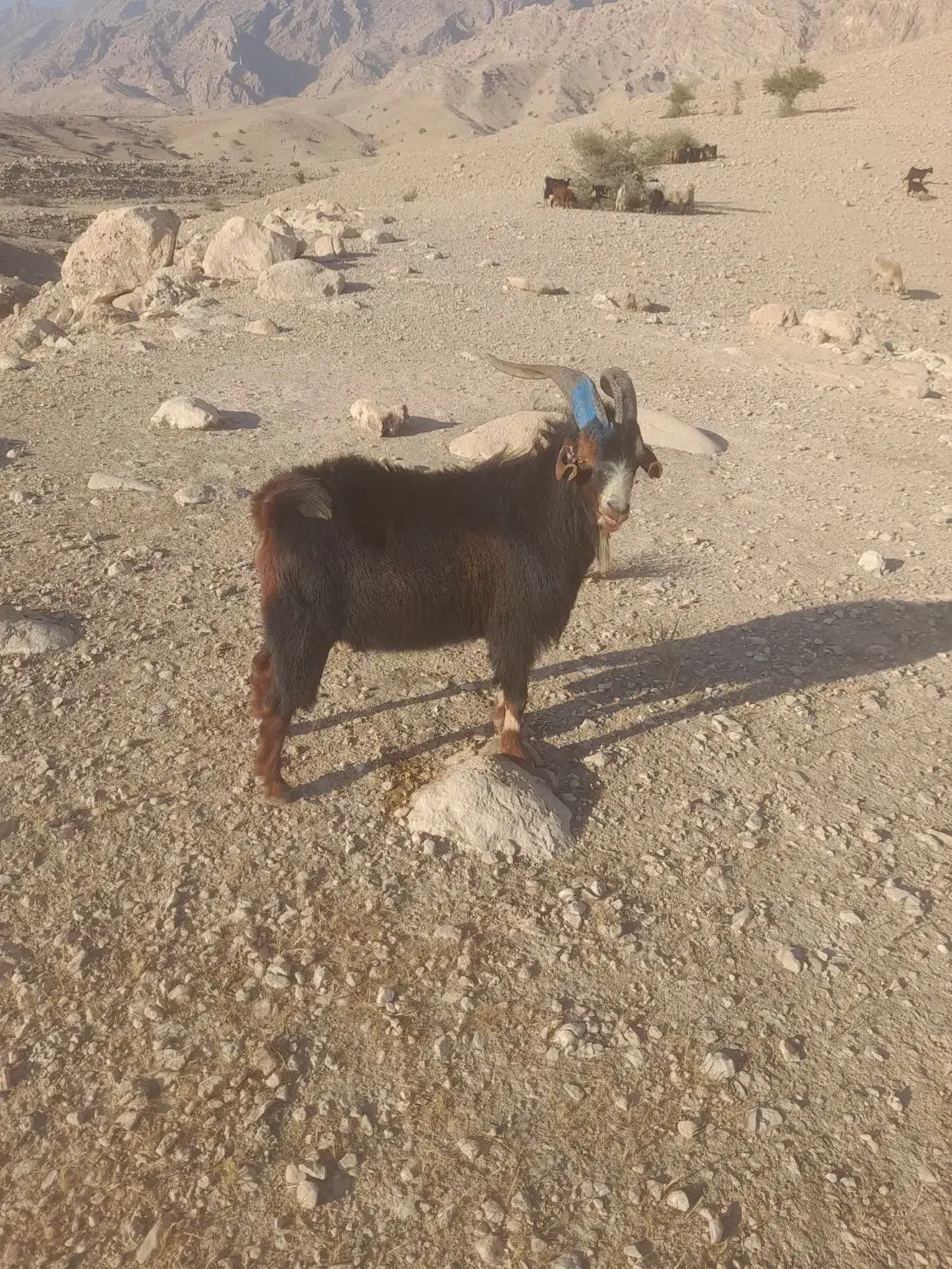 شحاز گلهرون|حیوانات مزرعه|لیکک, |دیوار