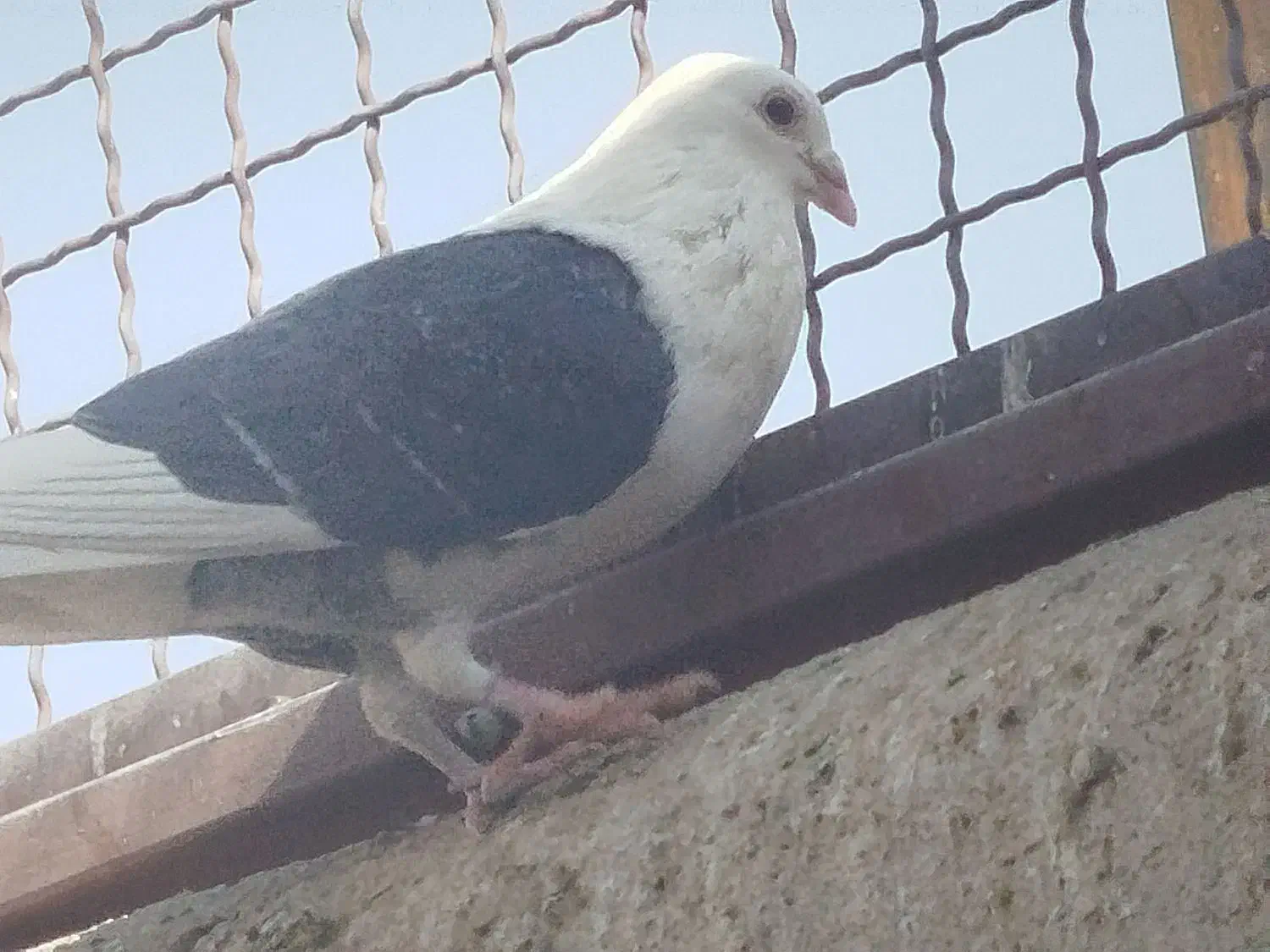 900000|پرنده|سلامی, |دیوار