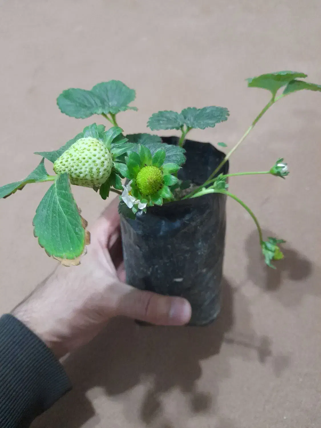 نشا گلدانی توتفرنگی|گل و گیاه طبیعی|شیراز, دانشکده کشاورزی دانشگاه شیراز|دیوار