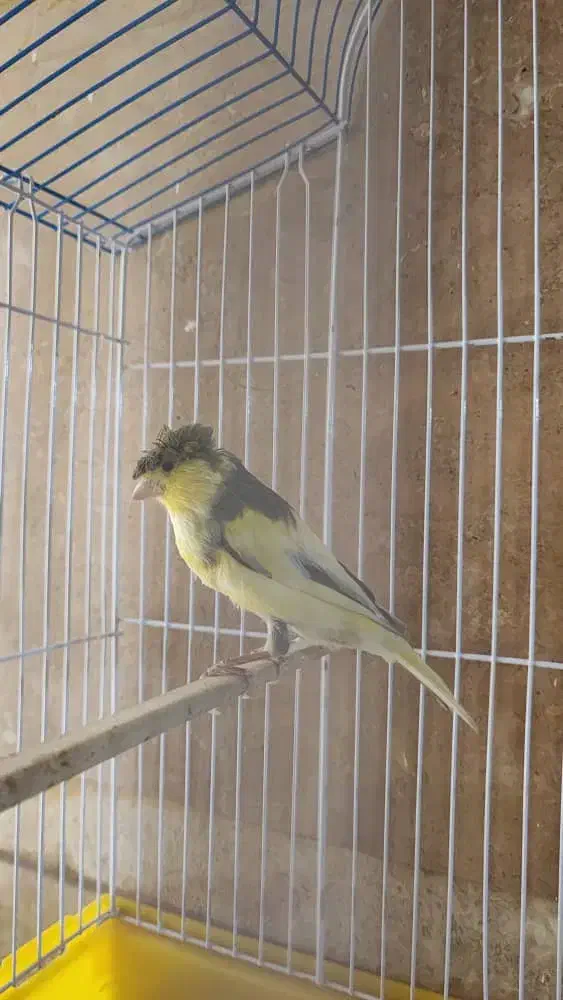 قناری گلاستر نر|پرنده|تهران, کوی بیمه|دیوار