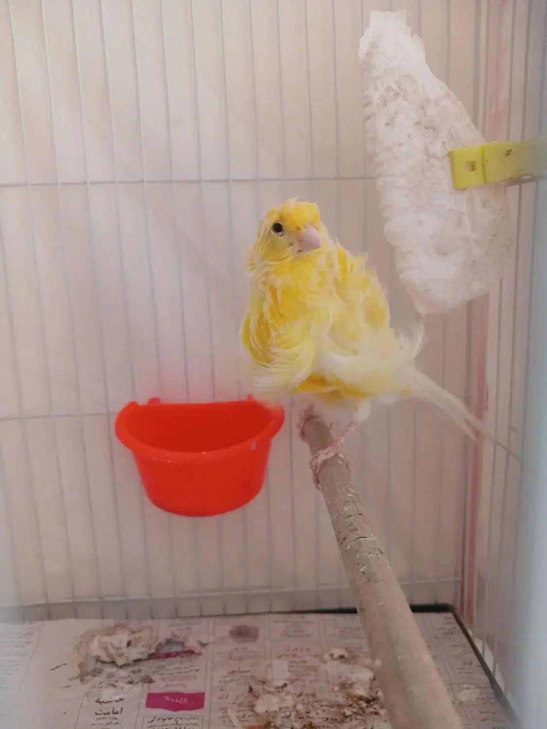 جفت قناری فری|پرنده|مشهد, شهرک مهرگان|دیوار