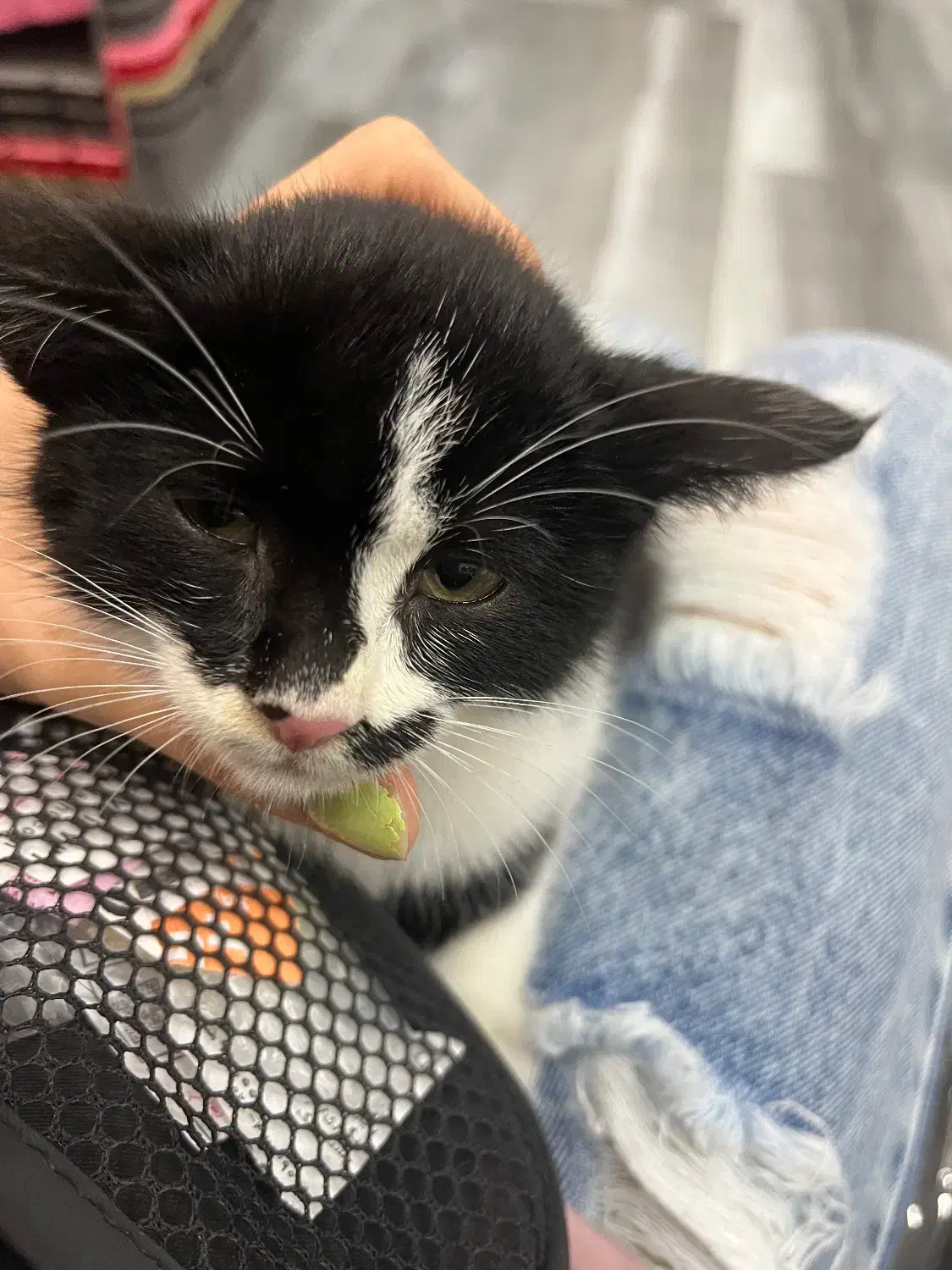 واگذاری رایگان بچه گربه|گربه|بندر انزلی, کلیور|دیوار