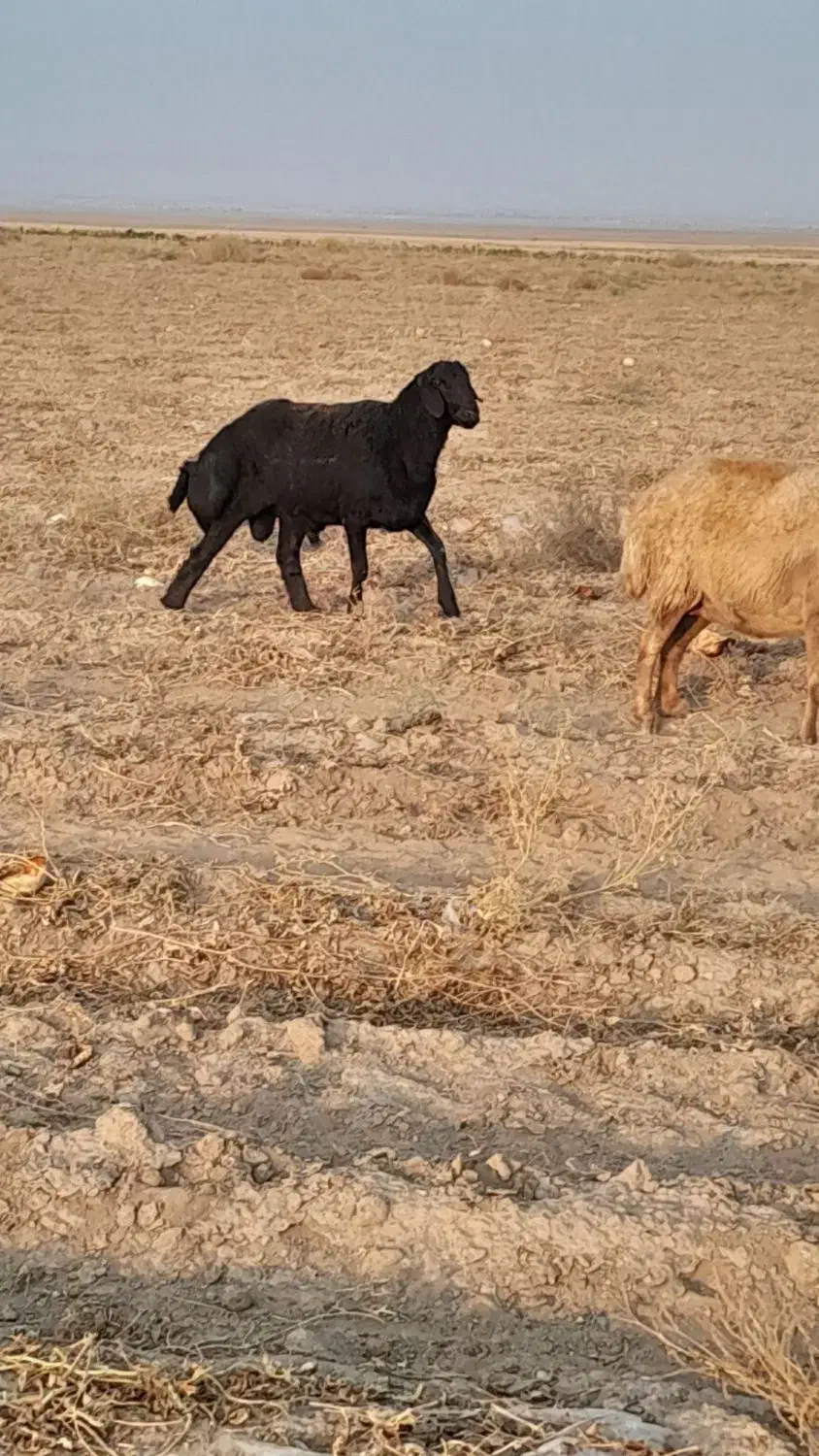 شیشک قره قزل|حیوانات مزرعه|جغتای, |دیوار