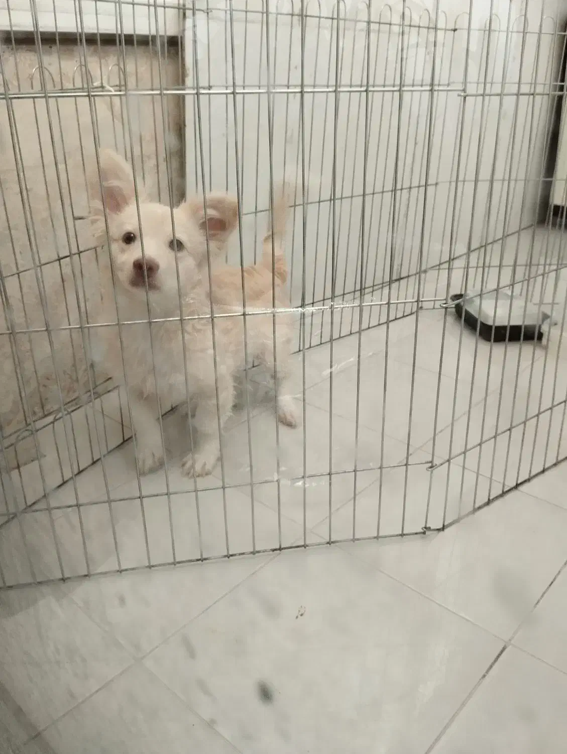 سگ خانگی|سگ|مشهد, کوثر|دیوار