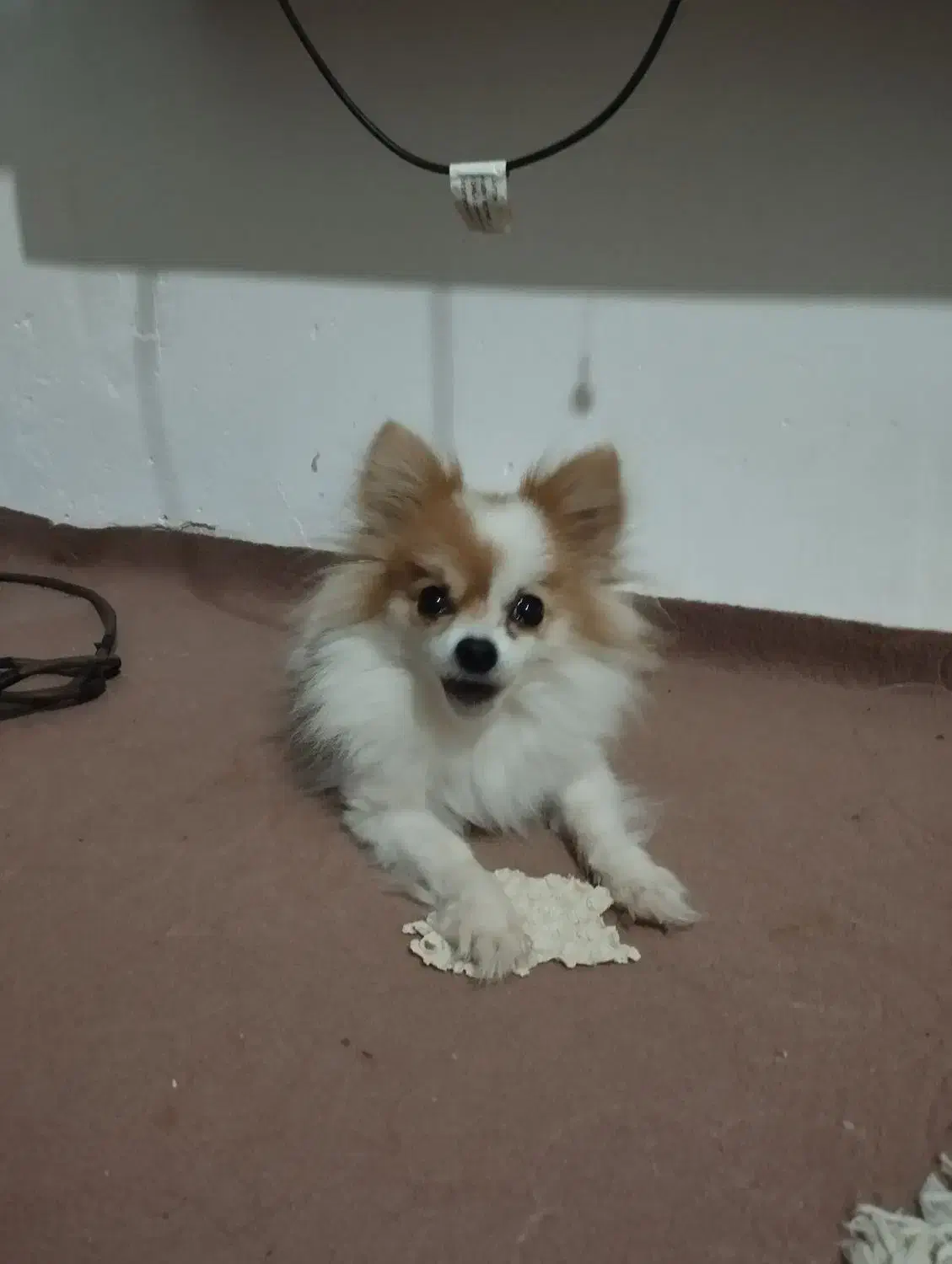 سگ پامرانین|سگ|وحیدیه, |دیوار