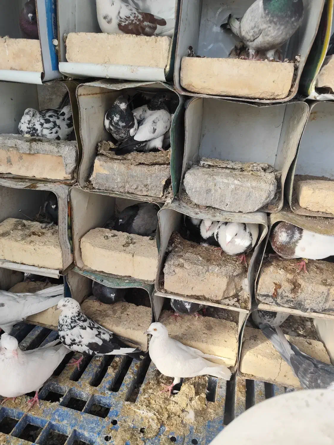 دله کبوتر|پرنده|سامان, |دیوار