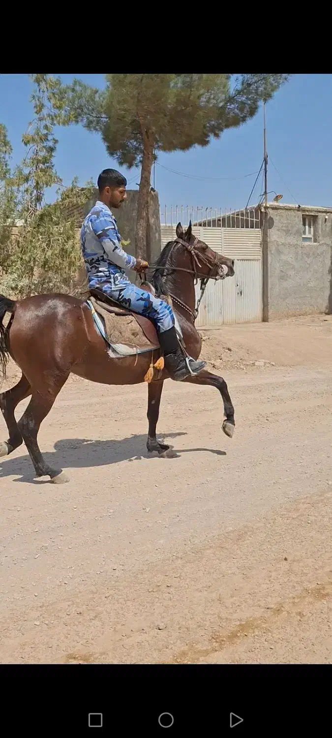 مادیان فروشی|اسب و تجهیزات اسب‌سواری|رباط‌کریم, نوده|دیوار