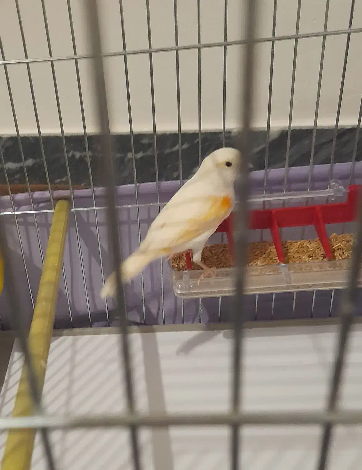 فروش قناری ماده زیبا|پرنده|سقز, |دیوار