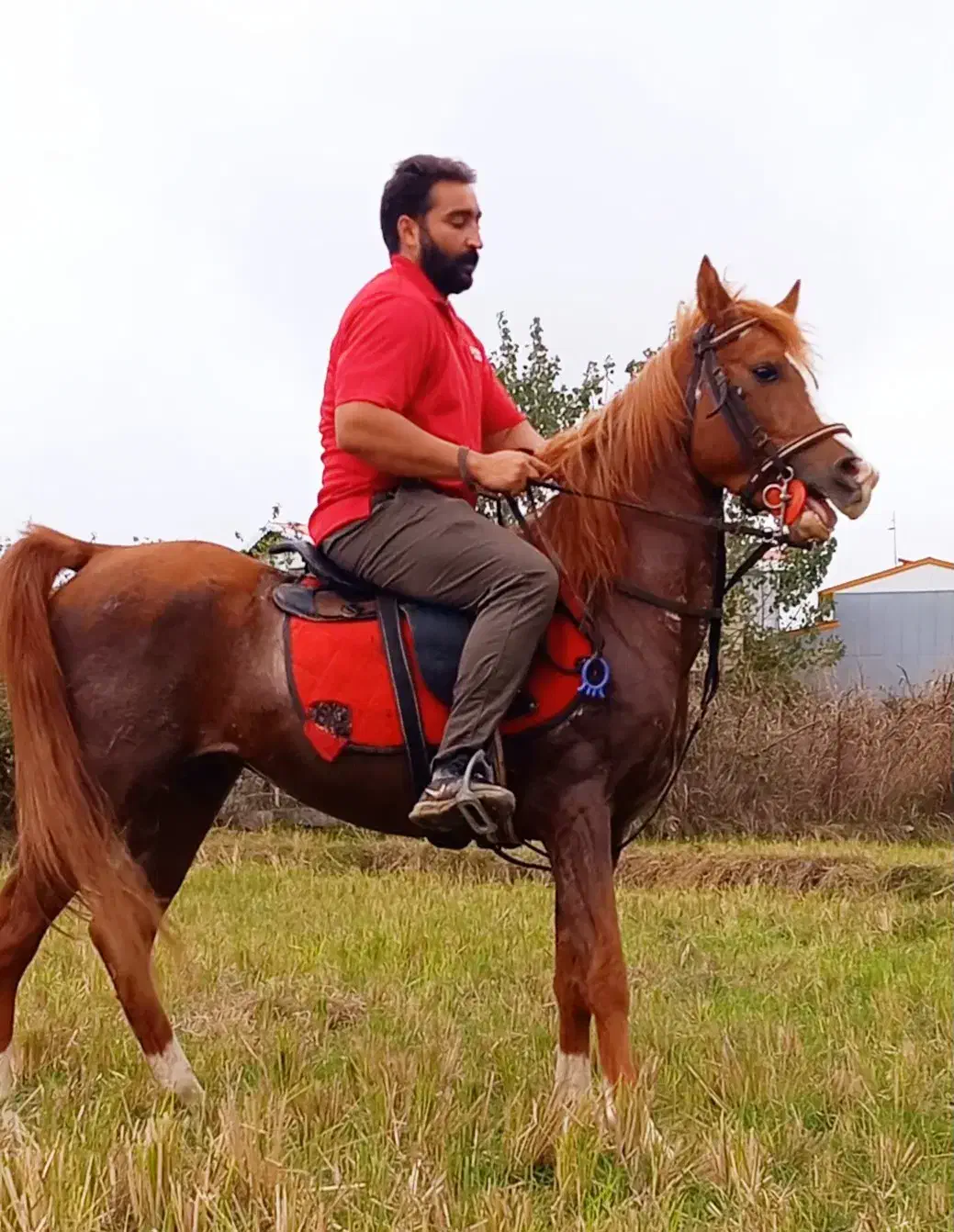 اسب سیلمی|اسب و تجهیزات اسب‌سواری|تالش, هشتپر|دیوار