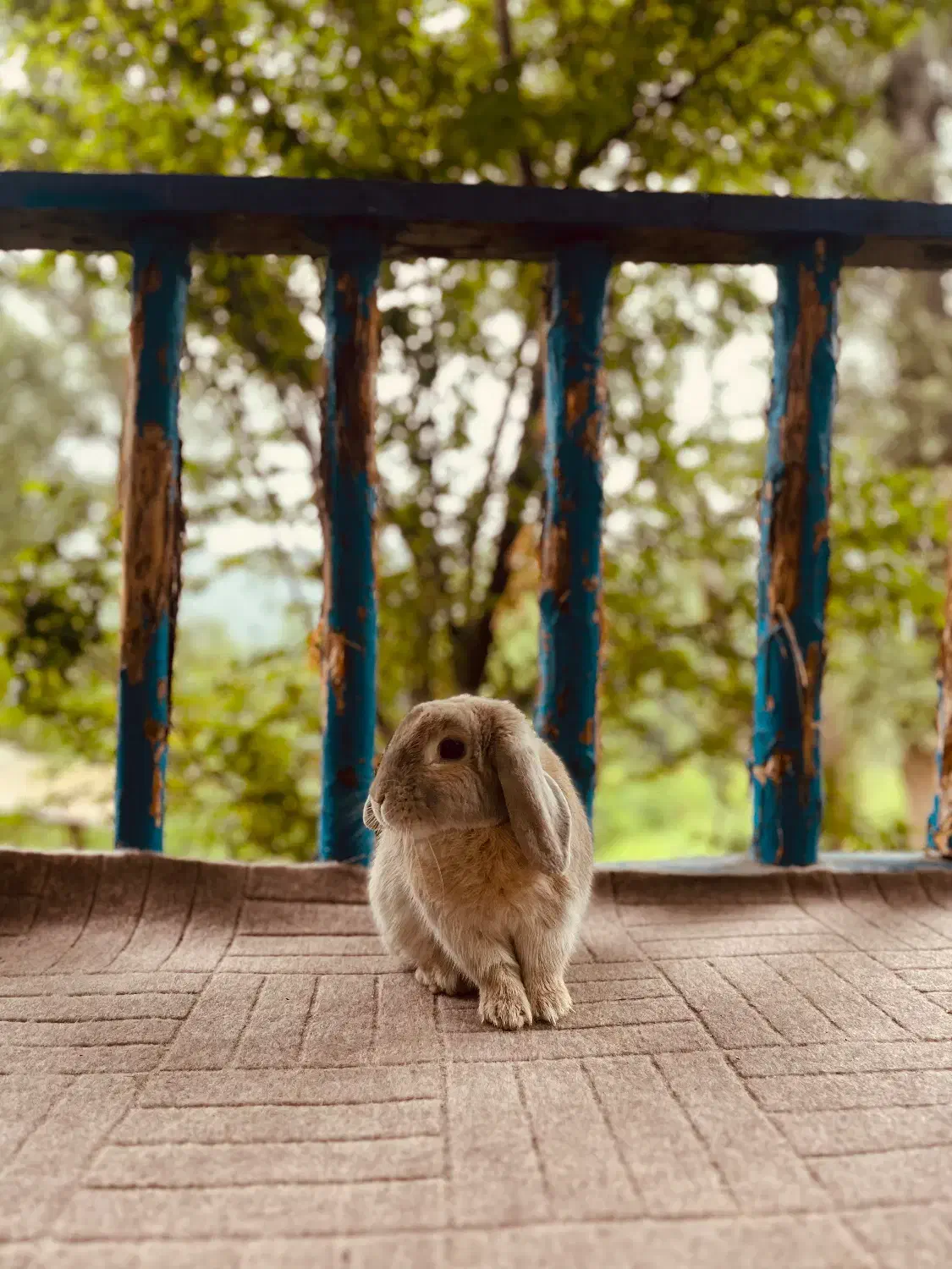 خرگوش گمشده در محدوده بومهن|حیوانات|بومهن, |دیوار