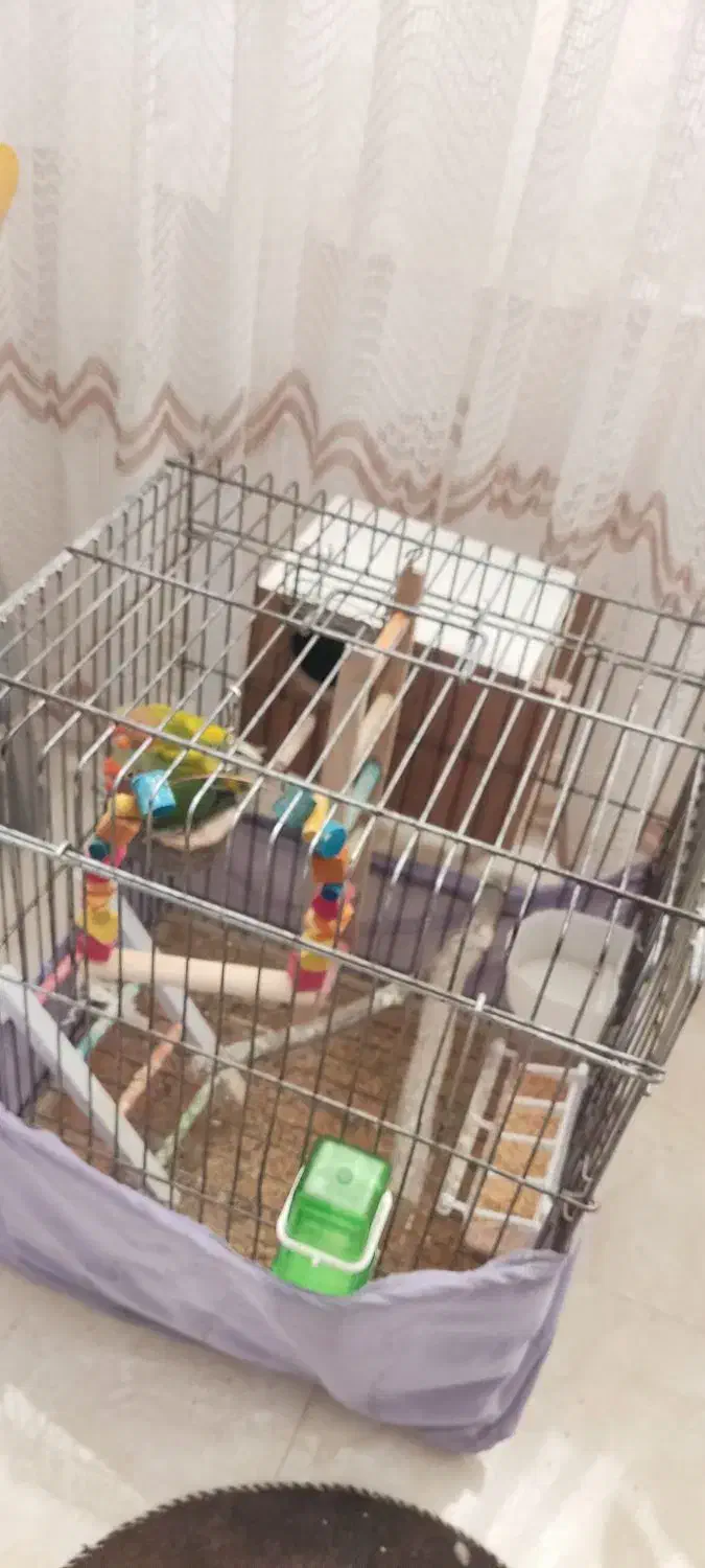 طوطی برزیلی جفت با همه وسایل|پرنده|گرمسار, |دیوار