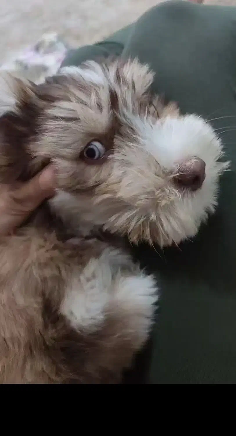 سگ هاسکی|سگ|قم, شهرک فاطمیه|دیوار