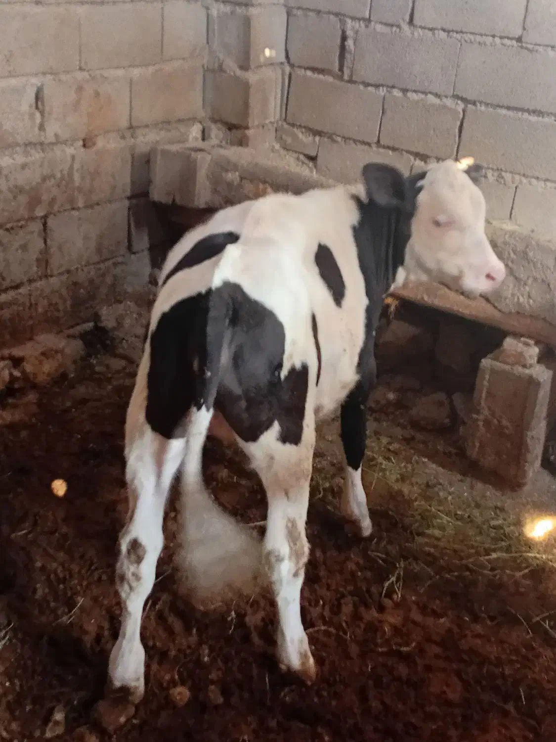 گوساله سیمینتال درجه یک ماده|حیوانات مزرعه|بجنورد, |دیوار