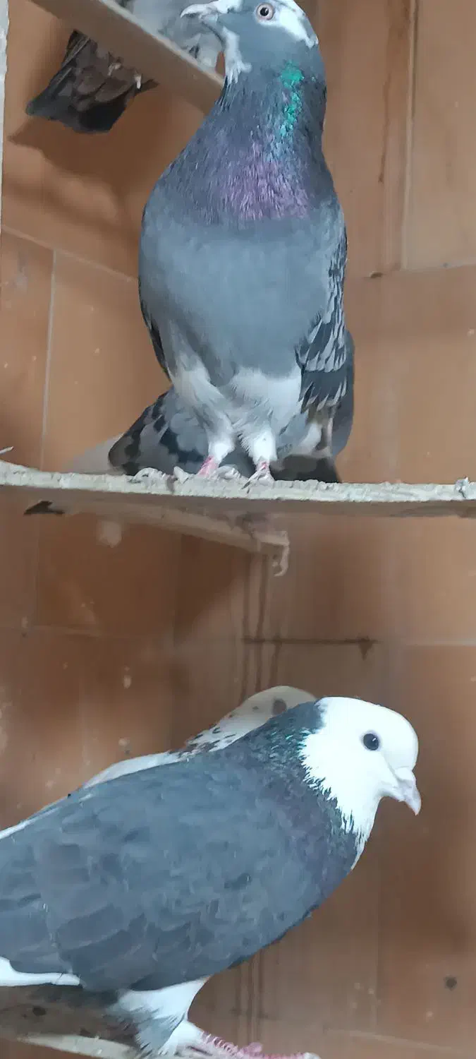 کبوتر کفتر نقشو پرش(بار جدید دولاب داخل فیلم)|پرنده|فردیس, ثابتی|دیوار