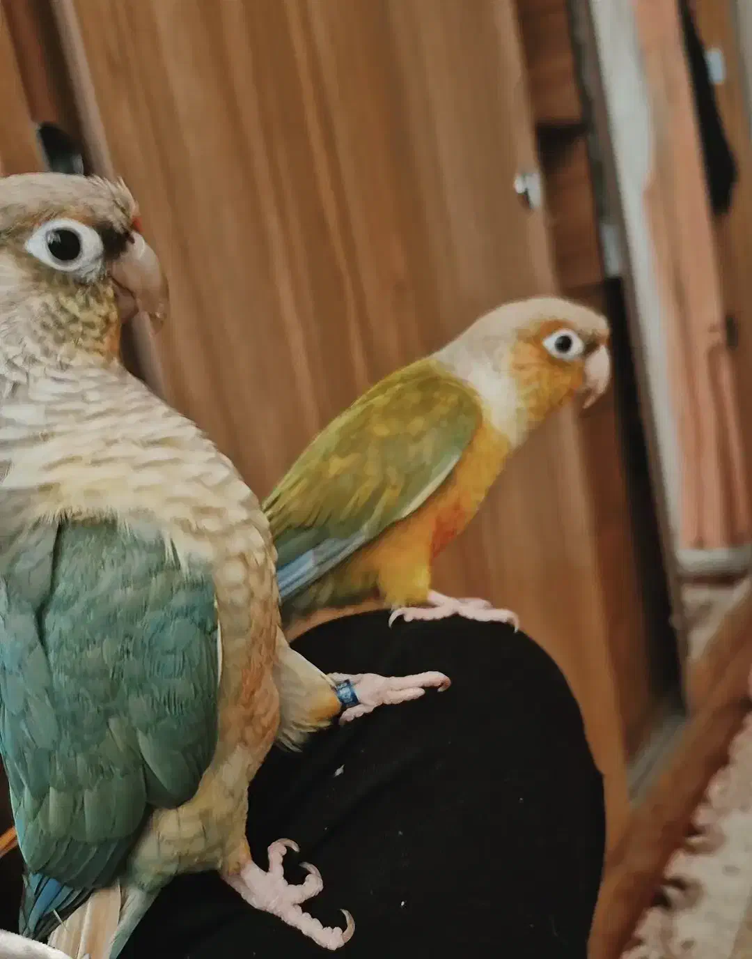 گرینچیک|پرنده|تهران, شیخ هادی|دیوار