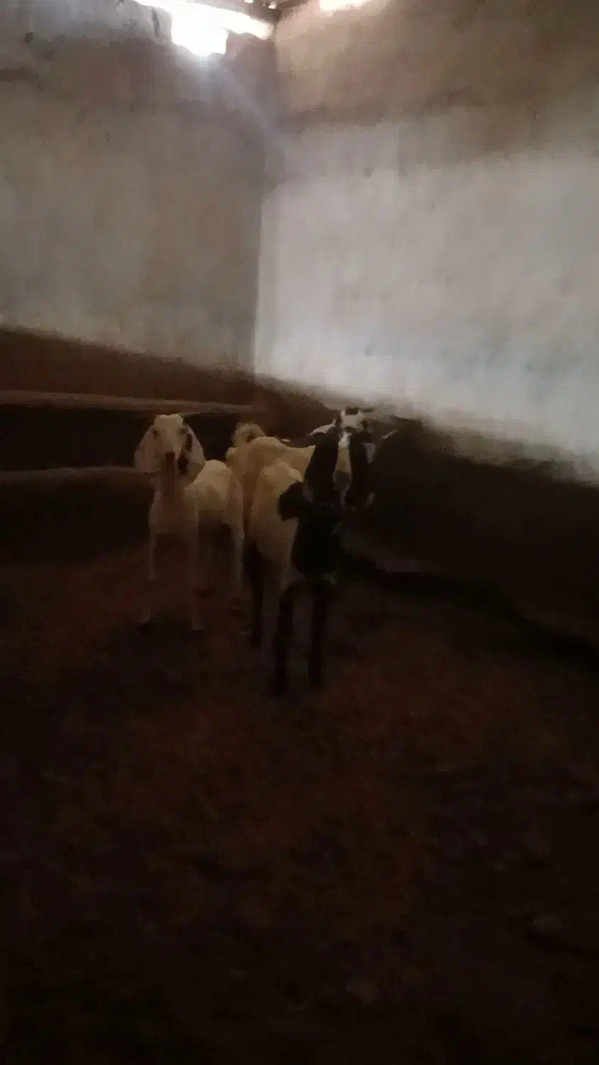 بزجوان شیردار۳عدد|حیوانات مزرعه|کاشمر, |دیوار