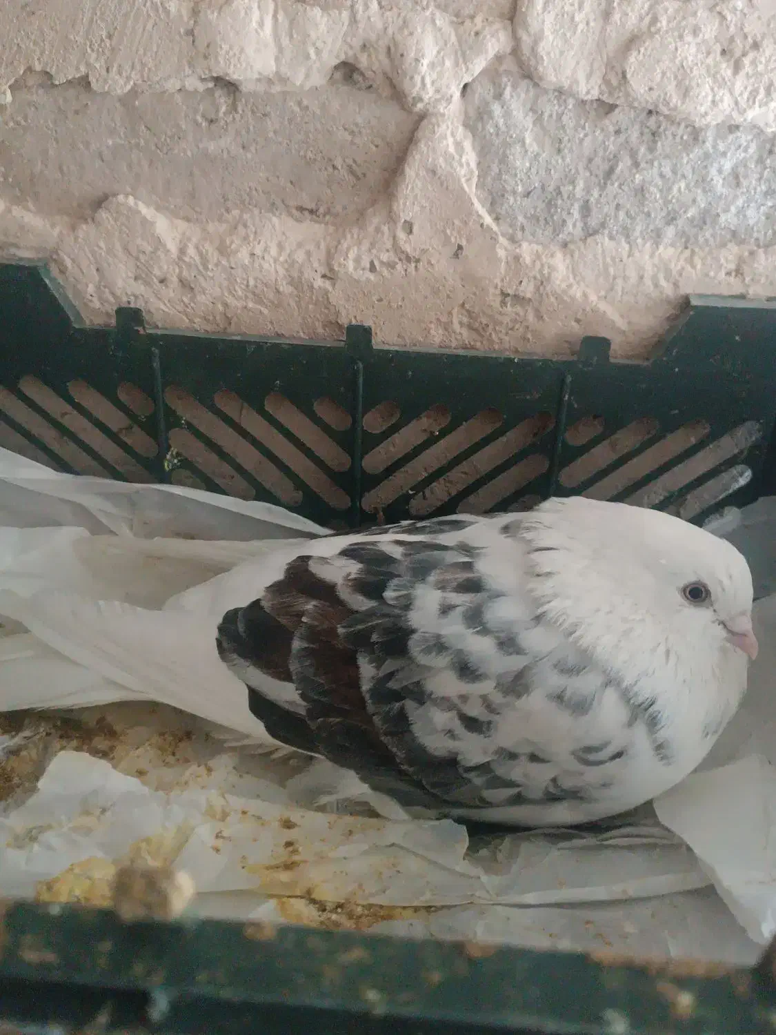 کبوتر|پرنده|قرچک, قشلاق جیتو|دیوار