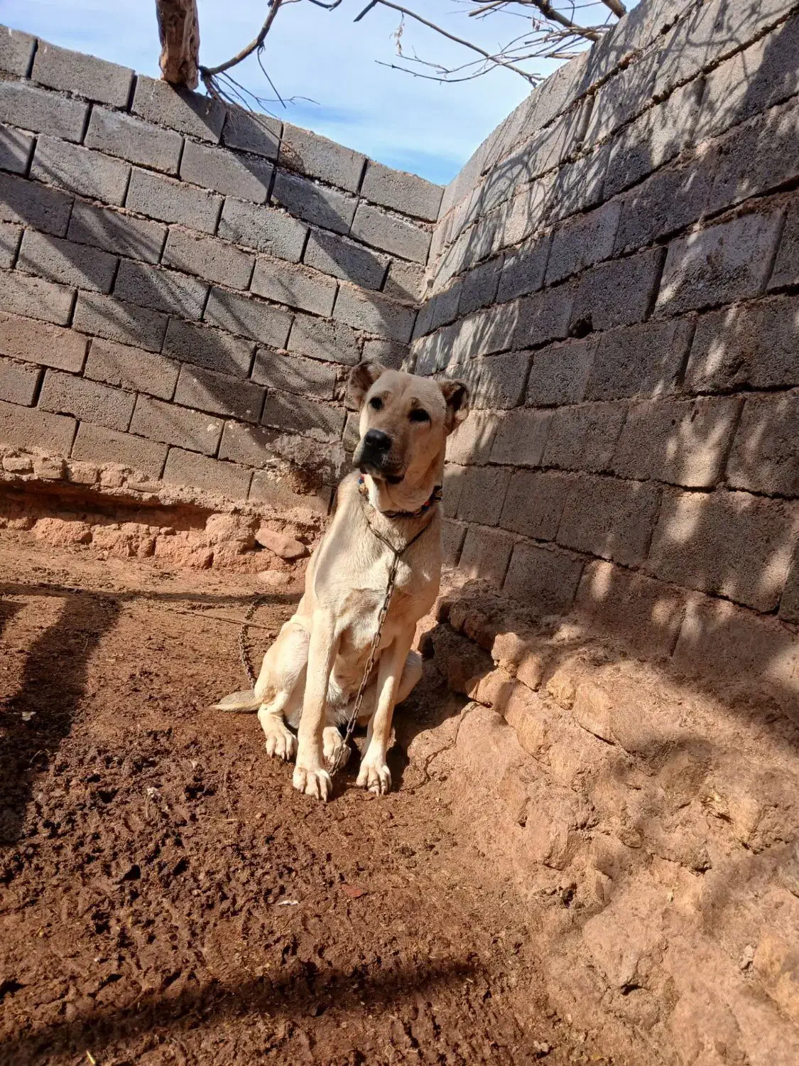 سگ ماده|سگ|تربت جام, میان جام|دیوار