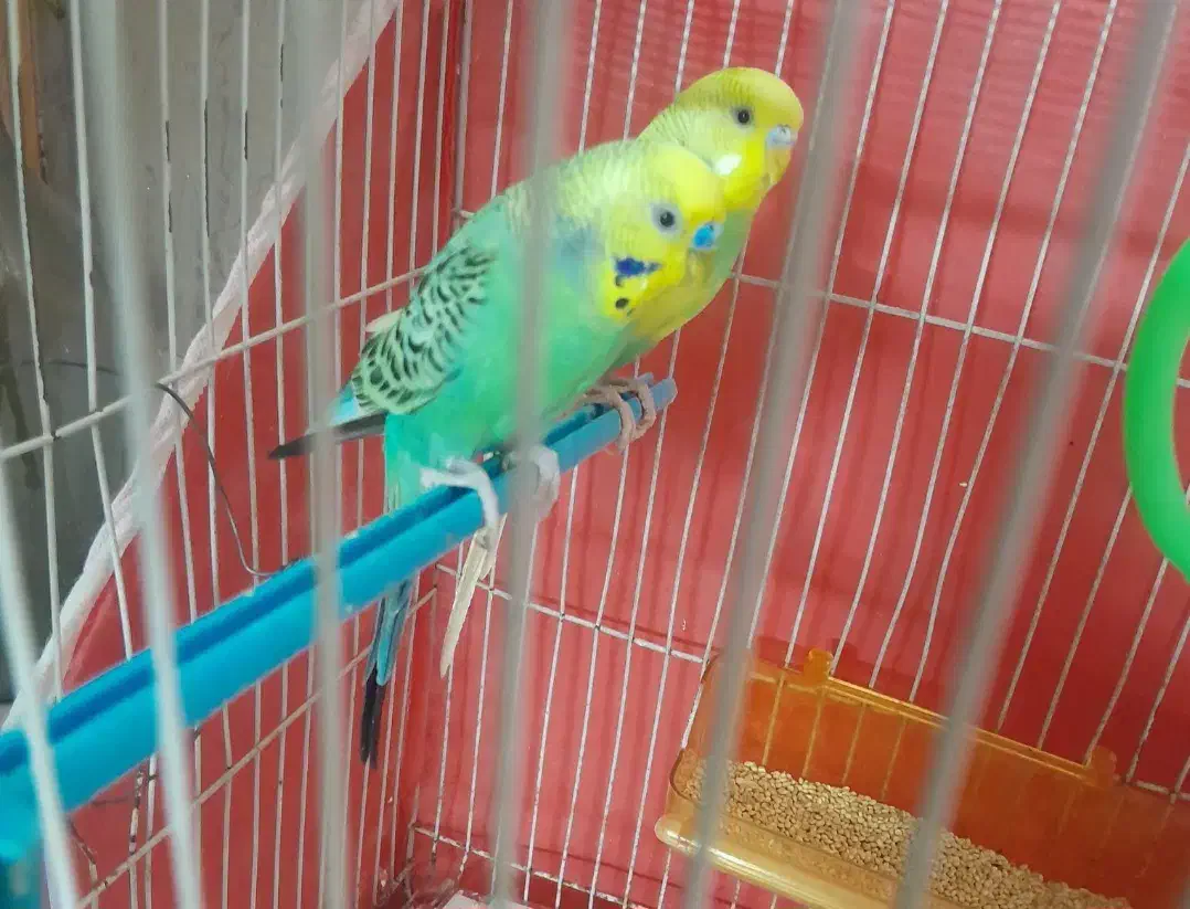 مرغ عشق|پرنده|مشهد, عامل|دیوار