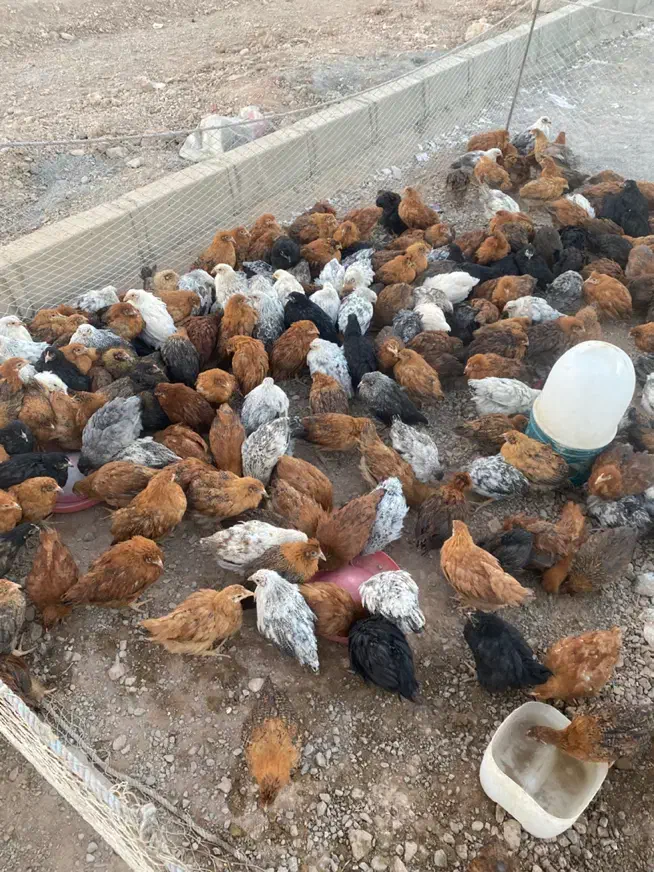 جوجه مرغ محلی کرمانشاهی زیر مرغی|حیوانات مزرعه|سیرجان, |دیوار