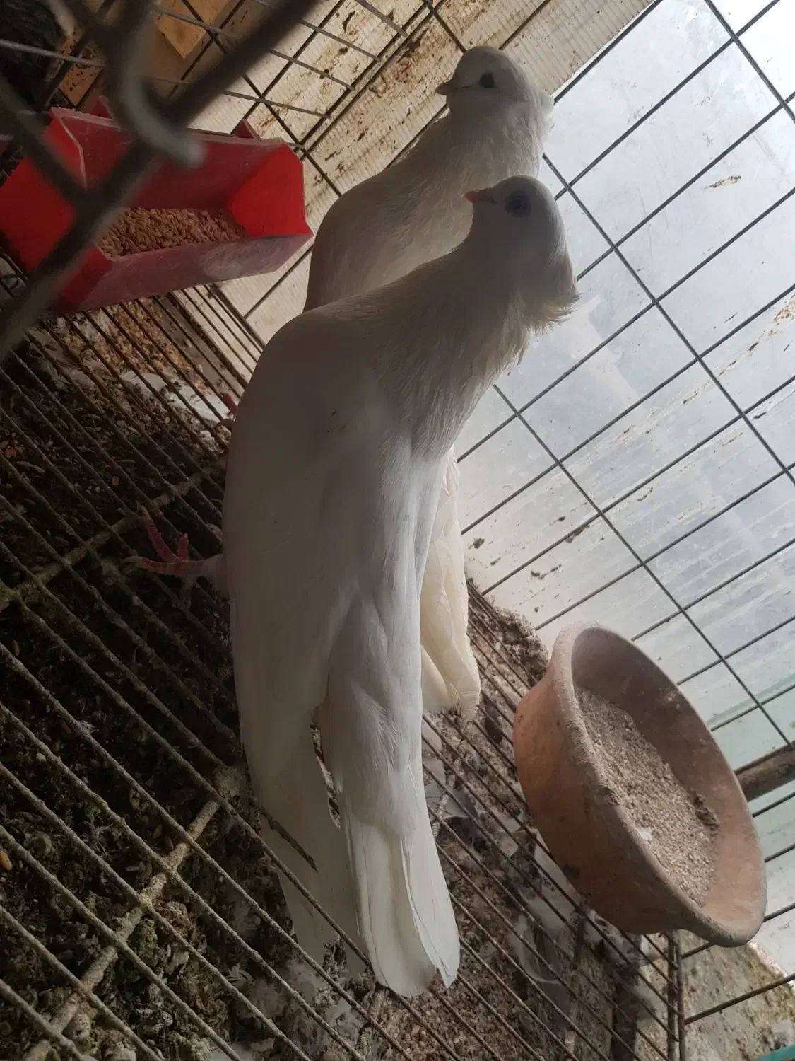 کبوتر سفید کاکل کشیده نوک جم|پرنده|قائمشهر, |دیوار