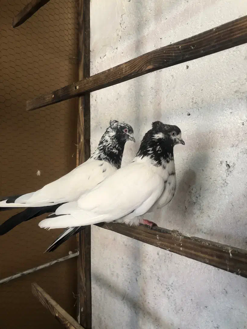 کبوتر نقش و پرشی|پرنده|گرمسار, |دیوار