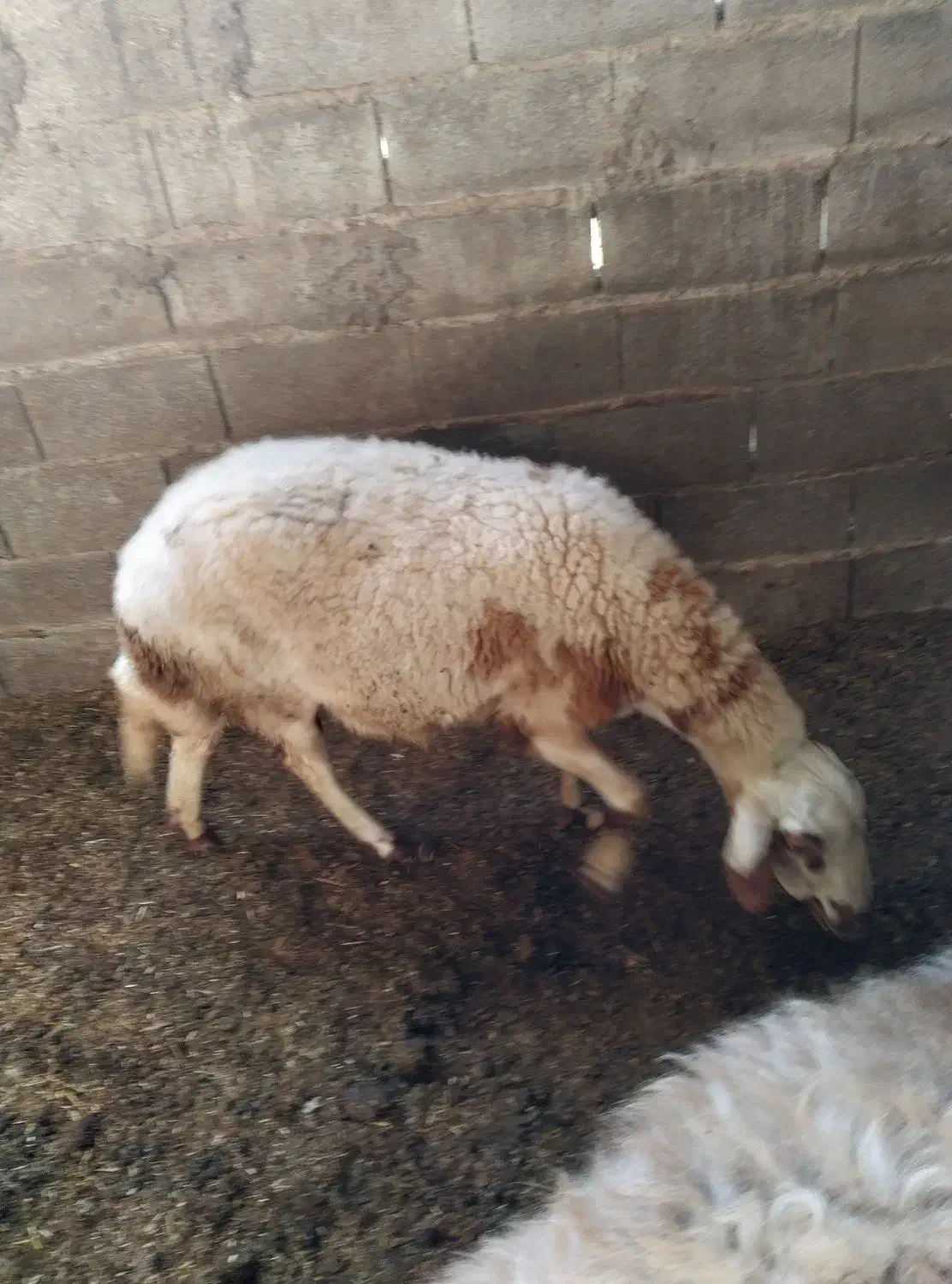 سه عدد گوسفند با دو بره|حیوانات مزرعه|گمیشان, |دیوار