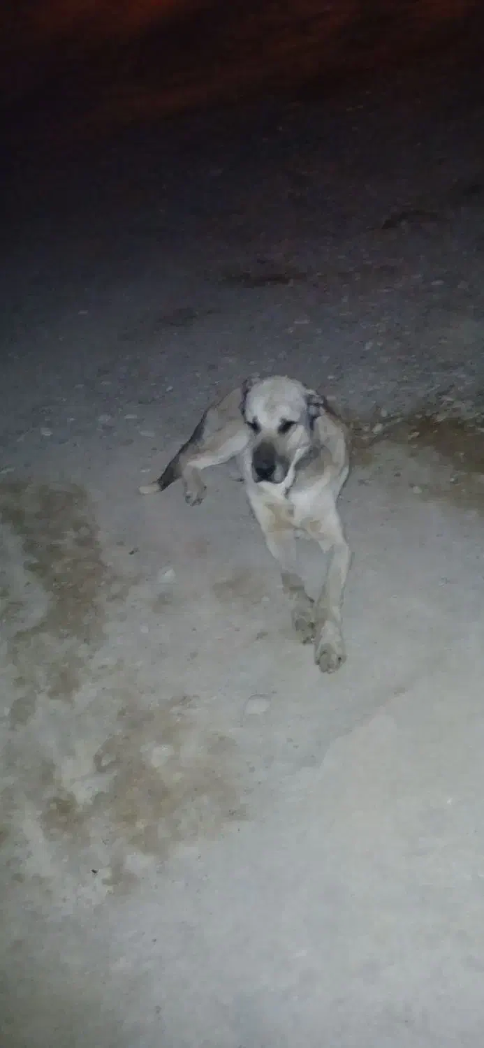 سراب اسل|سگ|بیجار, |دیوار