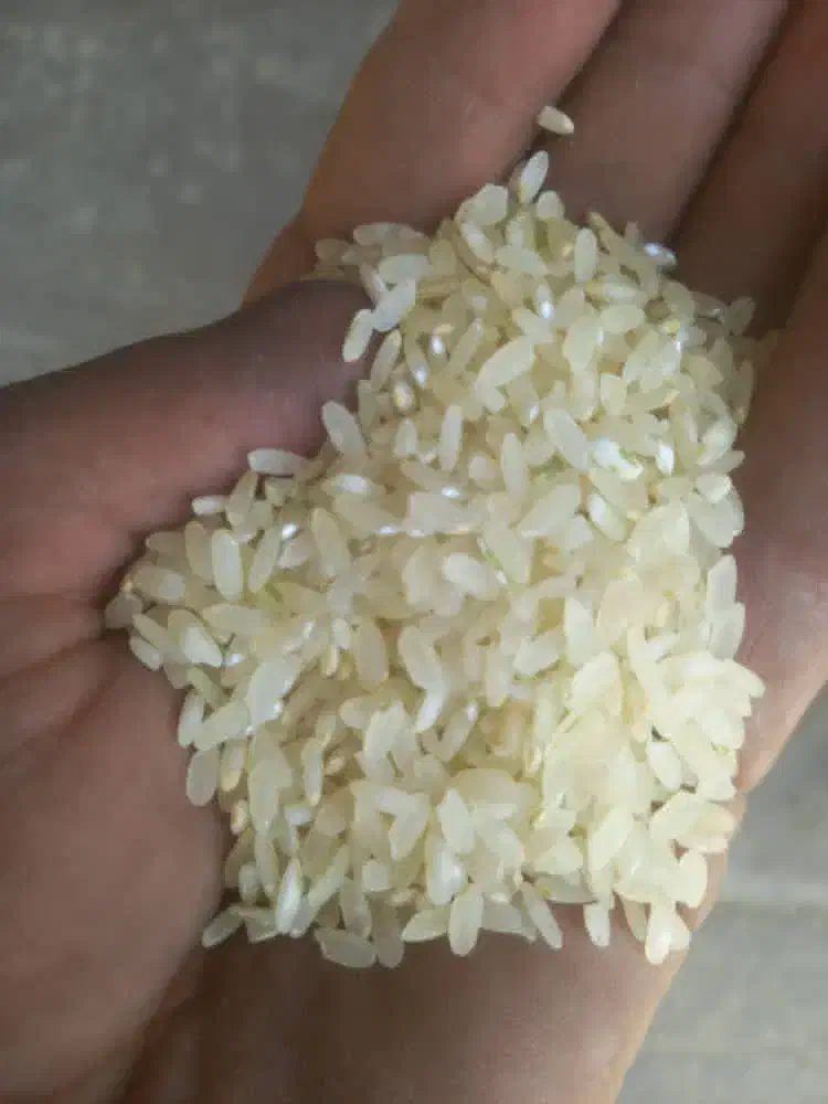 خورده برنج آشی کامفیروزی|خوردنی و آشامیدنی|شیراز, حومه شیراز|دیوار