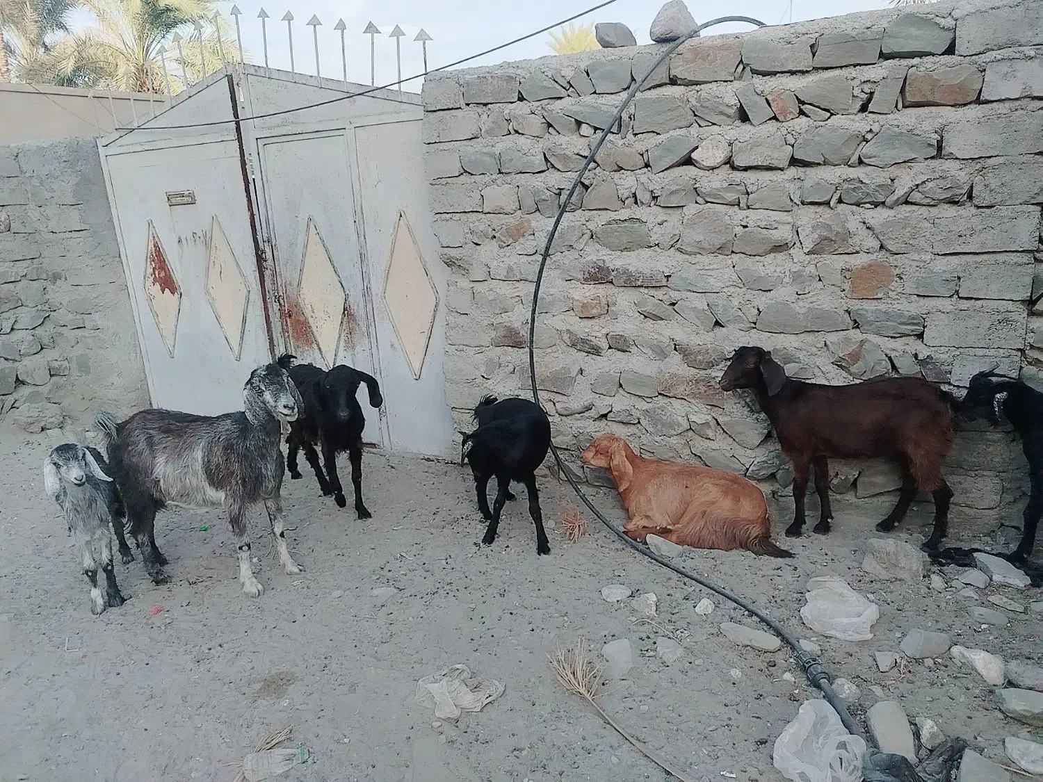 فروش فوری بز گله ای قیمت 60 تومن|حیوانات مزرعه|فنوج, |دیوار