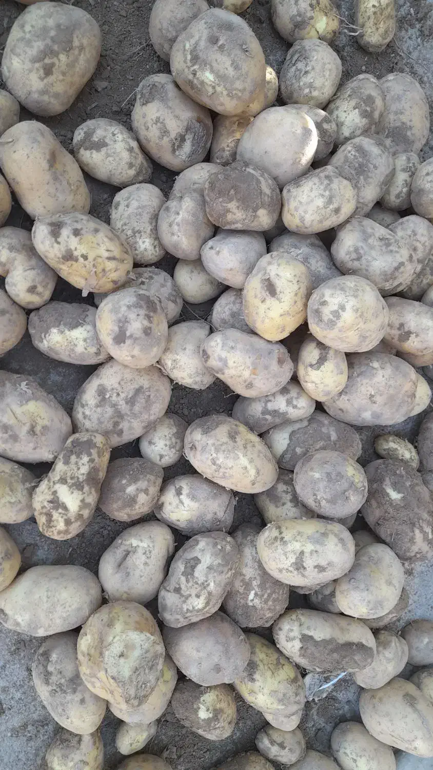 سیب زمینی 1تن|عمدهفروشی|زاغه, |دیوار