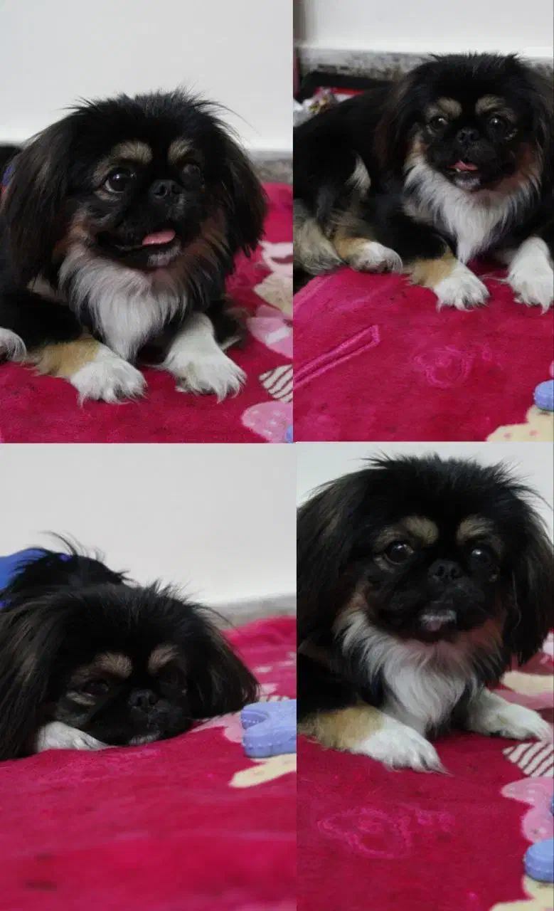 واگذاری|سگ|شیراز, ملاصدرا|دیوار