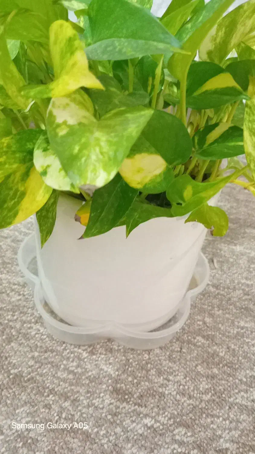 گل پرورش خونگی|گل و گیاه طبیعی|مسجد سلیمان, |دیوار