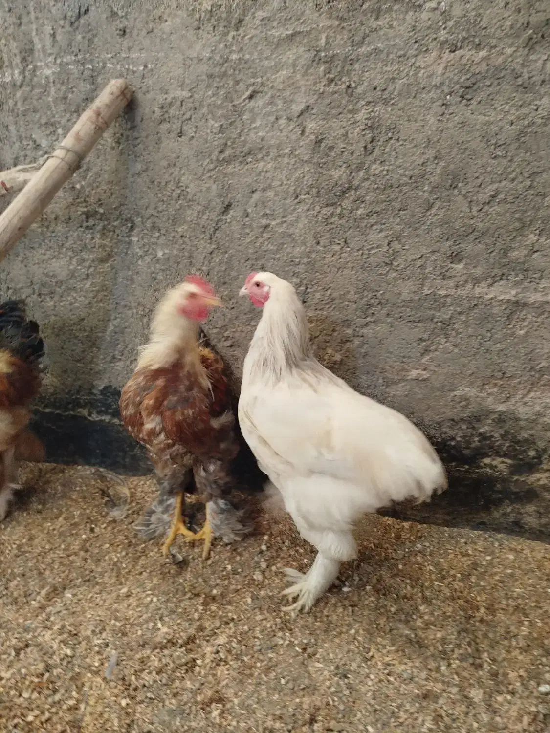 خروس برهما|حیوانات مزرعه|مشهد, شهید معقول|دیوار