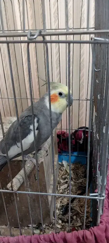 عروس هلندی|پرنده|طسوج, |دیوار