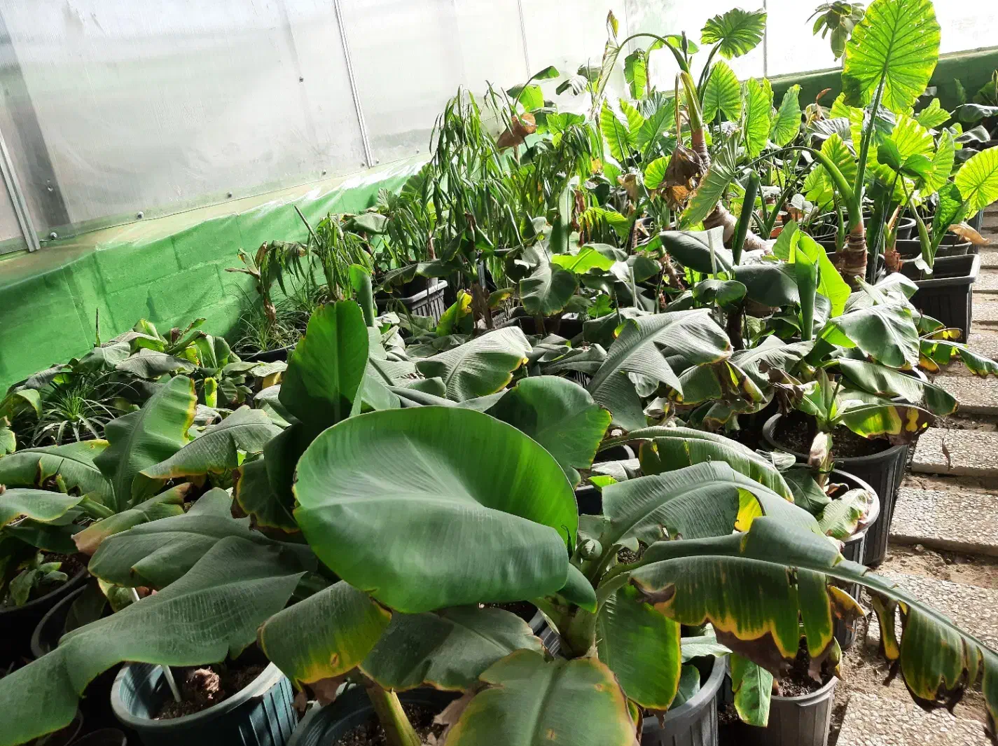 فروش گل و گیاه زینتی|گل و گیاه طبیعی|قدس, شهرقدس|دیوار