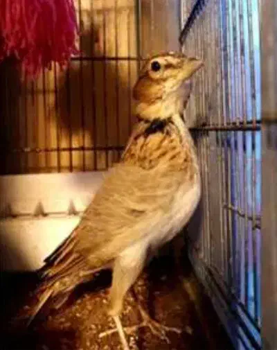 خاکی|پرنده|شهرکرد, |دیوار