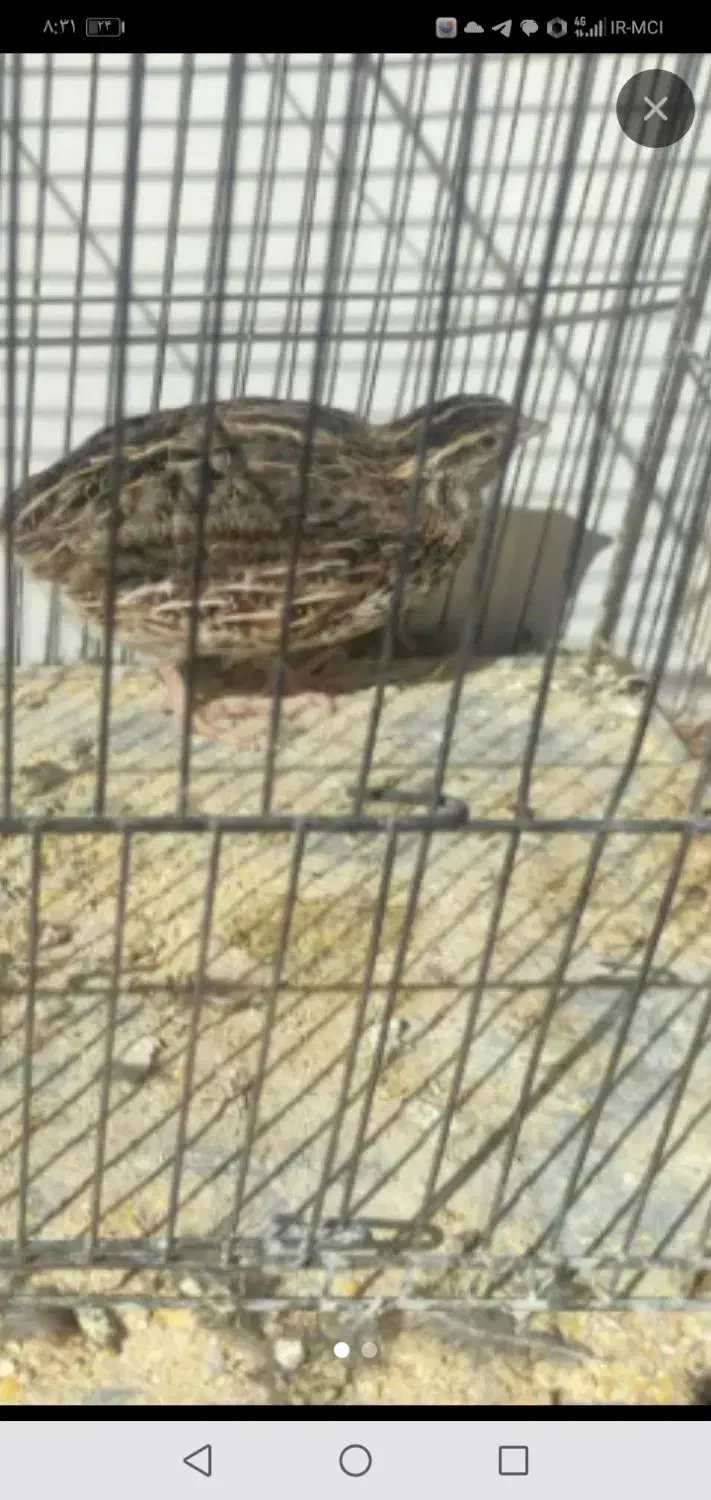 جوجه بلدرچین|پرنده|جوانرود, |دیوار